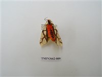 藏品(乳白斑燈蛾)的圖片